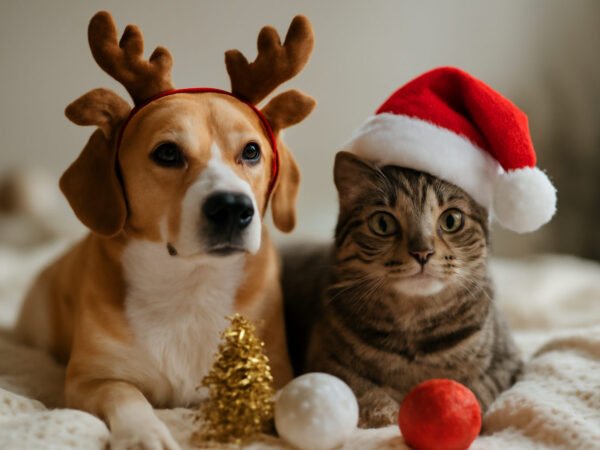 Weihnachtsdeko sicher vor Haustieren: 8 Ideen für wenig Geld